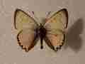 Lycaena virgaureae (aberrant, Lotoshinskyi distr., Moscow reg) (Internet Image property of respective owner, non-commercial use only)